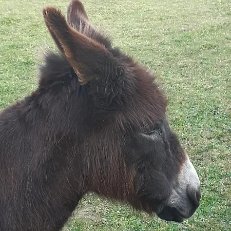 Douceur Angevine Kwatera prywatna Lézigné
